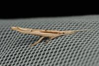 Ypsolopha mucronella