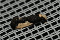 Monopis monachella