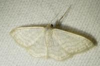 Idaea subsericeata