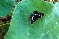 Araschnia levana