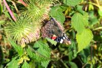 Vanessa atalanta