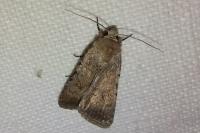 Caradrina clavipalpis