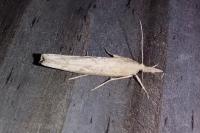 Pediasia contaminella