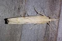 Pediasia contaminella
