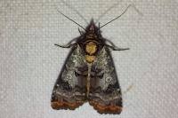 Epilecta linogrisea