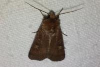 Xestia xanthographa