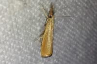 Agriphila straminella