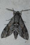 Agrius convolvuli