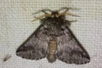 Thaumetopoea processionea