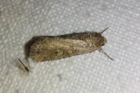 Spodoptera exigua