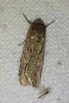 Spodoptera exigua