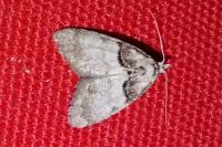 Nola cucullatella