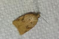 Acleris ferrugana/notana