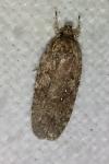 Agonopterix