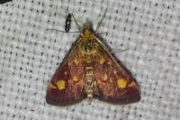Pyrausta aurata