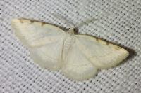 Stegania trimaculata