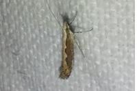 Plutella xylostella