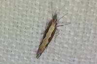 Plutella xylostella