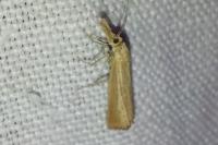 Agriphila straminella