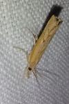 Agriphila geniculea