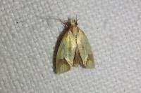 Agapeta zoegana