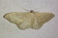 Idaea aversata
