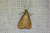 Udea ferrugalis