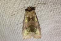 Diachrysia chrysitis