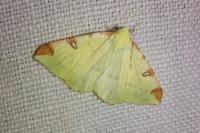 Opisthograptis luteolata