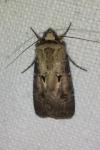 Agrotis exclamationis