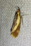 Harpella forficella