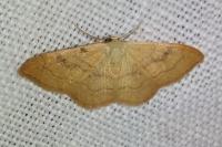 Idaea rubraria