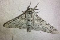 Biston betularia