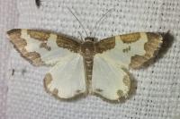 Lomaspilis marginata