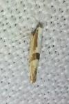 Argyresthia pruniella