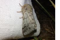 Thaumetopoea pityocampa