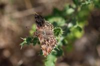 Carcharodus alceae