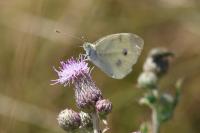 Pieris rapae