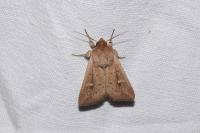 Mythimna ferrago