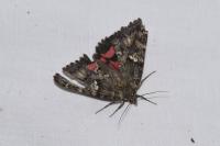 Catocala sponsa