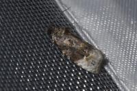Apotomis betuletana