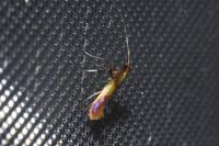 Caloptilia alchimiella