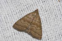 Herminia tarsicrinalis
