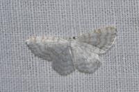 Asthena albulata