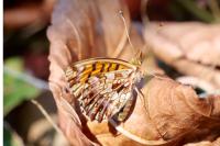 Boloria dia