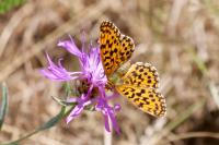 Boloria dia