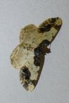 Ligdia adustata
