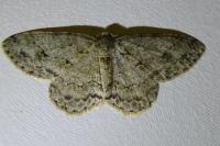 Ectropis crepuscularia