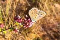 Lysandra bellargus