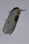 Cilix hispanica
